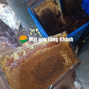 MẬT ONG LONG KHÁNH